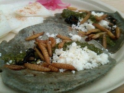 Moth Larva Tacos